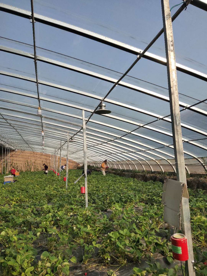 凯威草莓几字钢大棚