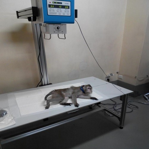 动物X射线机